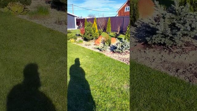 Открытие сезона 2025 с обновкой ❤️ #сад #гортензия #wiper смотреть онлайн