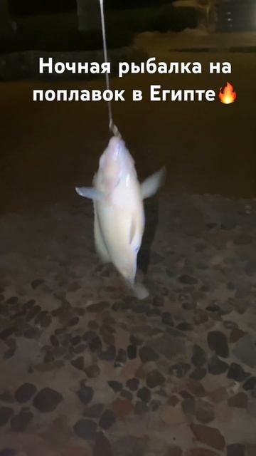 Ночная морская рыбалка на поплавок в египте🔥🔥🔥#рыб смотреть онлайн