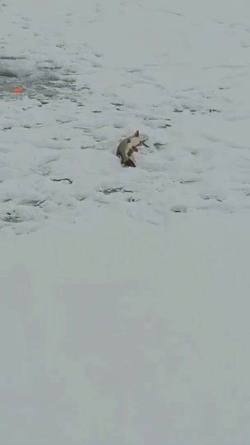 ОГРОМНАЯ ЩУКА НА ЖЕРЛИЦУ! #shorts смотреть онлайн