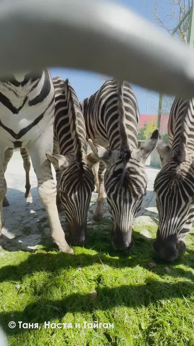 Как заразительно вкусно зебры едят свежую траву смотреть онлайн