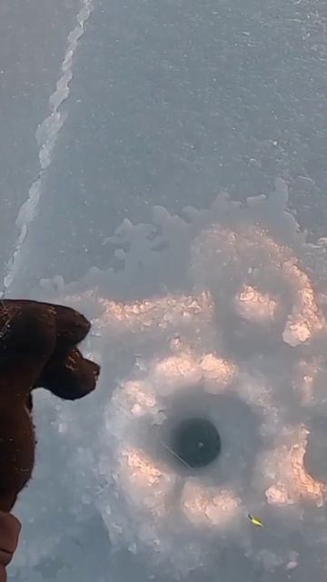 Достал сбросил навагу. #чукотка #зимняя #эгвекинот #на? смотреть онлайн