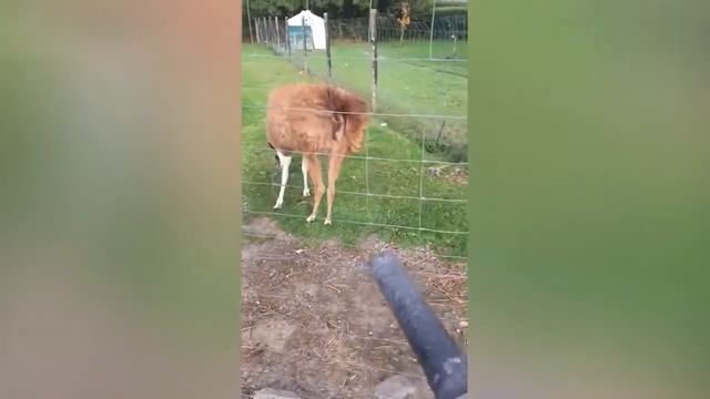 топ 35 лучших  видео за май 2020 года мега приколы