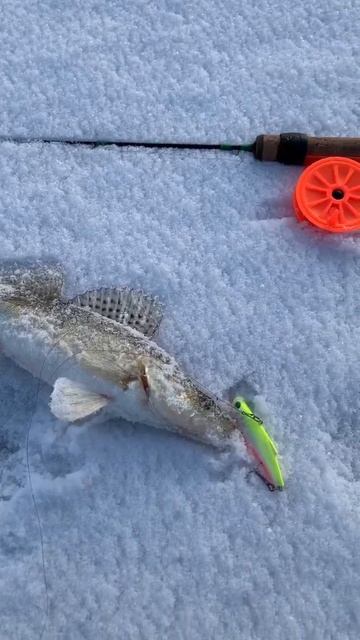 Ловля судака на ратлин смотреть онлайн