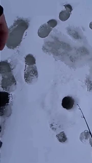 Зимняя Рыбалка 2022 #ЗимняяРыбалка #Судак #окунь#Щука#short смотреть онлайн