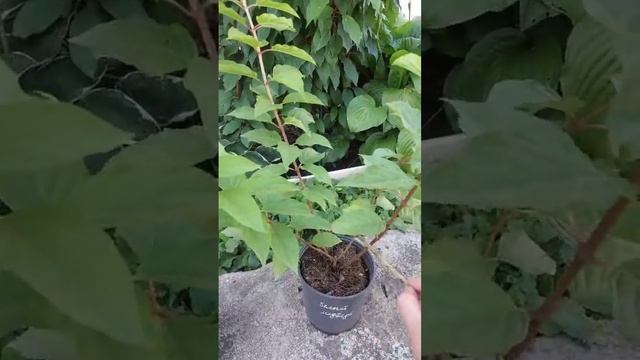 Гортензия #саженцы #цветы #клумба #куст #цветение #семе?