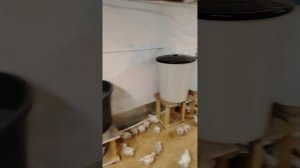 Бюджетный курятник на 1000 голов бройлеров  #бройлер #ку?