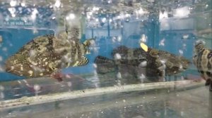 Морепродукты в Нячанге!🦀🦞🦐Grill Garden🫕!Ленивый отдых.?