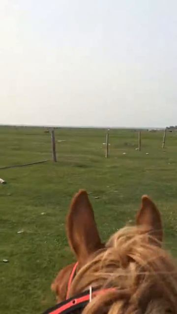 На Лютике за табуном 06/16 смотреть онлайн