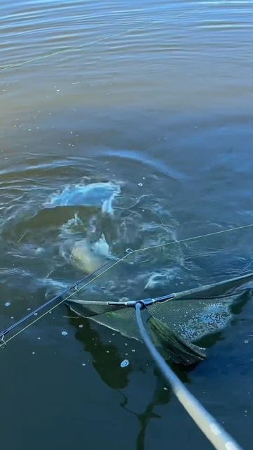 #shorts открытие сезона по карпфигингу прошло удачно🎣#fis смотреть онлайн