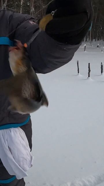 Форель зимой рыбалка Trout fishing in winter смотреть онлайн