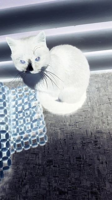 Клещи на кошке