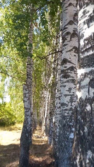белая береза под моим окном .... смотреть онлайн