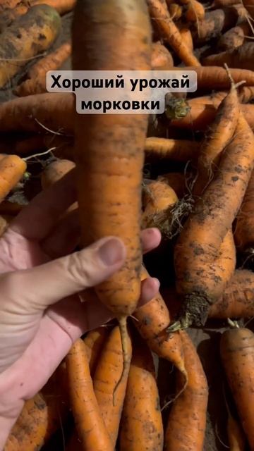 Урожаем довольны! #огород #урожай #морковь #заготовка #? смотреть онлайн