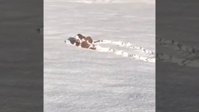 Прикольные собаки смотреть онлайн