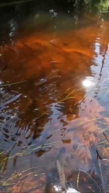 Атака Хариуса #shorts #fishing #ловляхариуса #рыбалка