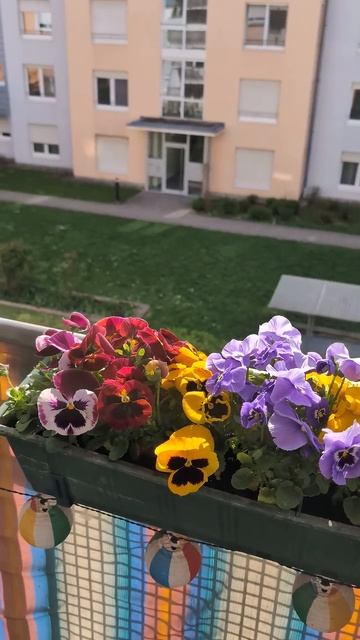 весна в разгаре #весна #цветы #германия #балкон #youtubeshorts смотреть онлайн