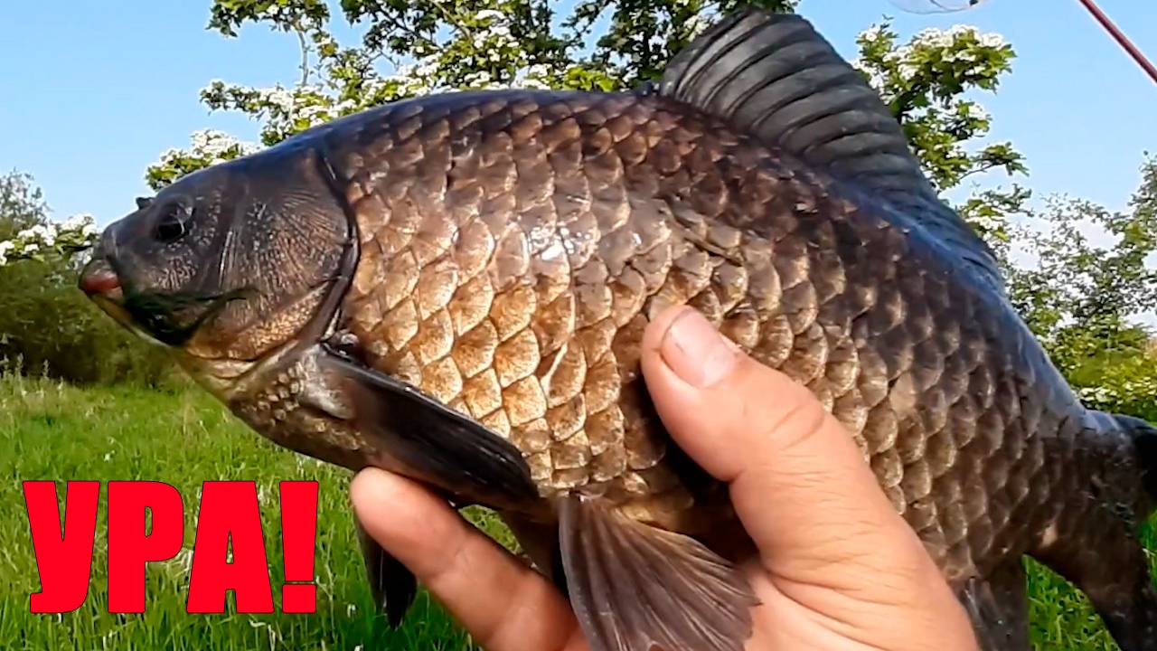 Заброшенный водоем и Черный карась на день рождения смотреть онлайн