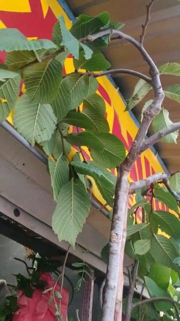 Вяз смотреть онлайн