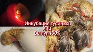 Инкубация и вылуп гусиных яиц
