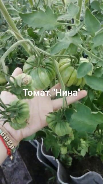 Томат " Нина" #томаты #огородкруглыйгод #огородничеств? смотреть онлайн