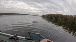 Рыбалка на реке СВИРЬ