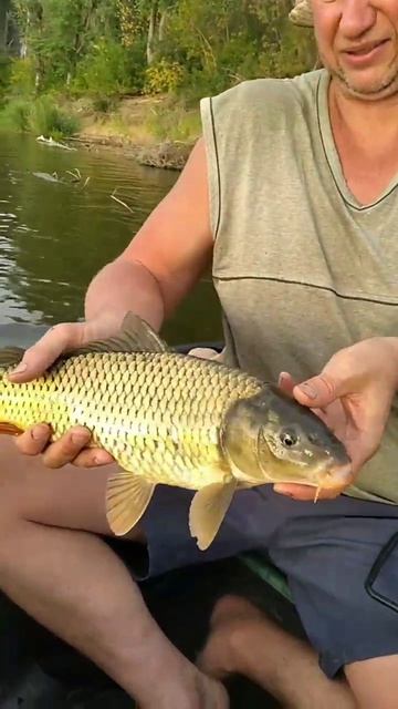Сазан на Волге . #рыбалка #fishing #астраханьрыбалка #carpfishin