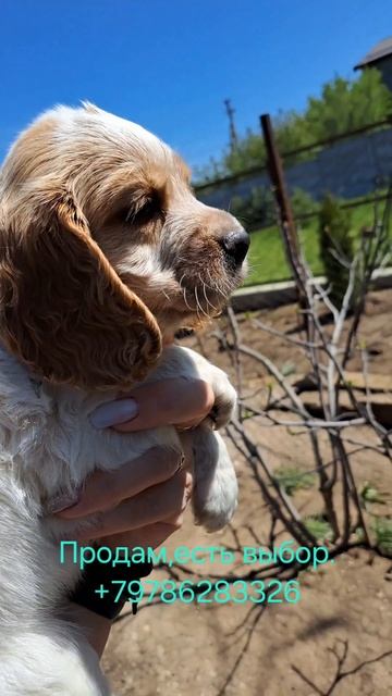 Русский охотничий спаниель#щенки#есть выбор#Продам#+797 смотреть онлайн