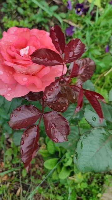 После дождя смотреть онлайн