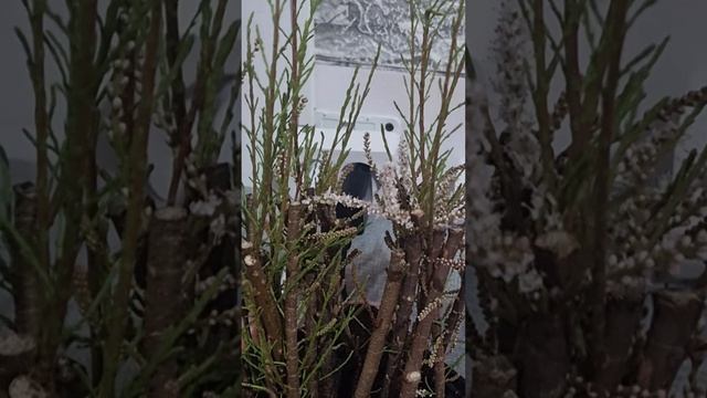 Тамарикс. Черенкование зимой.