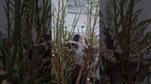 Тамарикс. Черенкование зимой.