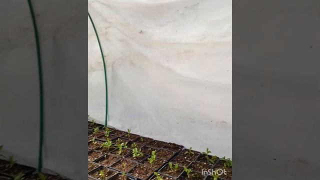 Как используем холодную теплицу в марте? #рассадачкал? смотреть онлайн