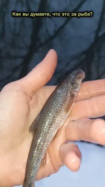 Как вы думаете, что это за рыба? #первыйлед2024 #рыбалка #? смотреть онлайн