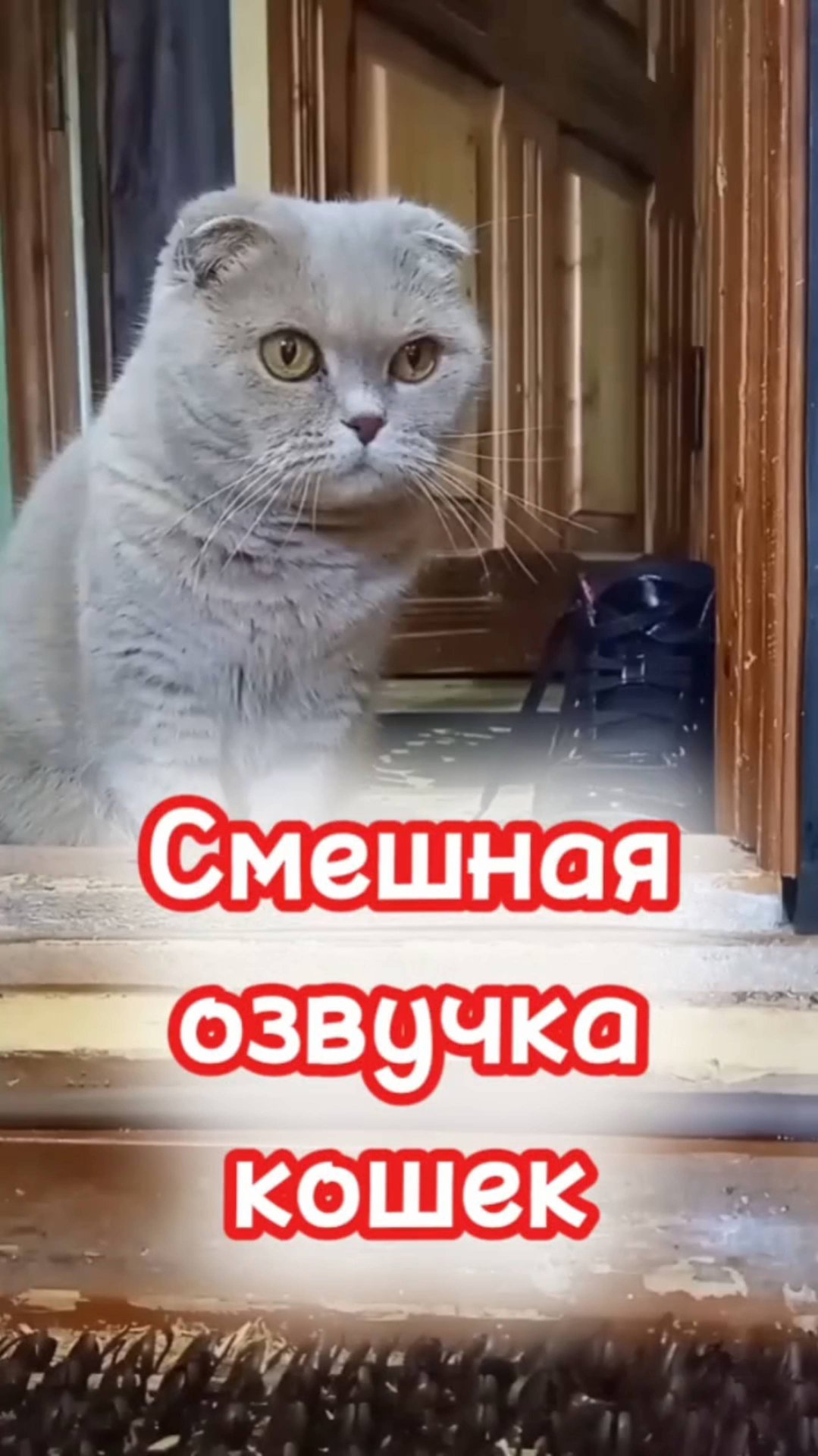 Кошки с озвучкой. смотреть онлайн