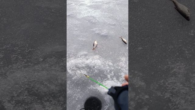 Четыре вида рыбы за рыбалку!!! Закрытие сезона зимней р смотреть онлайн