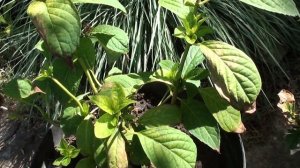 Признаки грибкового заболевания на гортензии . Срочно