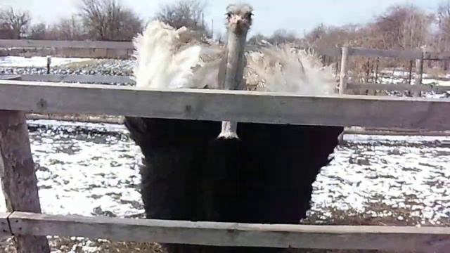 Прикол 2014 Страус танцует !!! смотреть онлайн