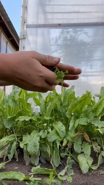 #лайфхак после работы с помидорами! 🍅. #помидоры #садо? смотреть онлайн