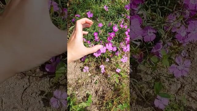 Гвоздика АМУР смотреть онлайн