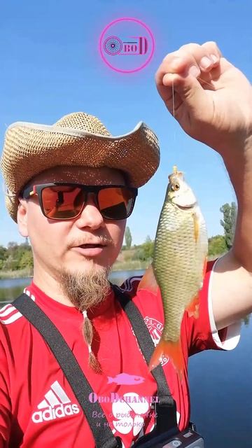 Больше среднего :)  #shorts #youtubeshorts