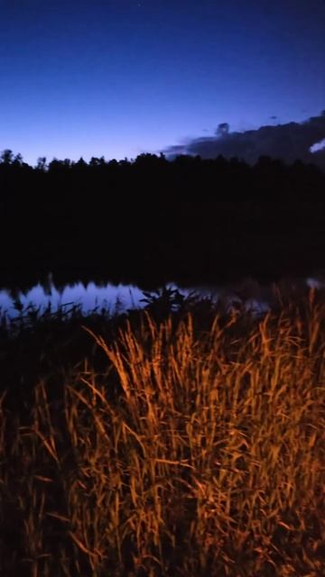 Атмосфера ночной рыбалки #фишермания #рыбалка #youtube #shor смотреть онлайн