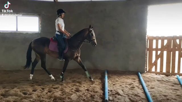 Тренировка на ахалтекинце. Лошадь хотела скинуть. Раб? смотреть онлайн