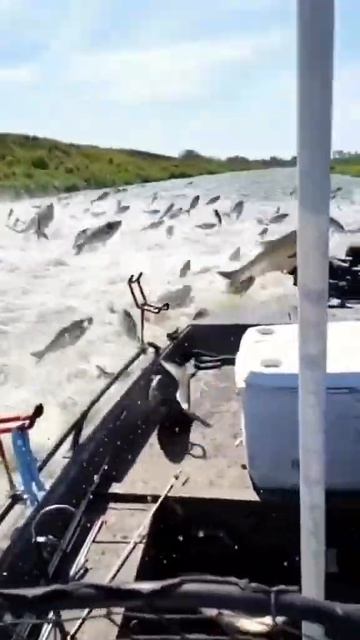 Это должна быть самая лёгкая рыбалка на Земле