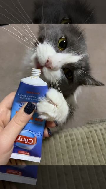 Кот Том❤️Ест пасту😳 смотреть онлайн