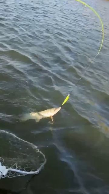 Новый улов на троллинг#рыбалка #car #carping #nature #fishing #рыба # смотреть онлайн