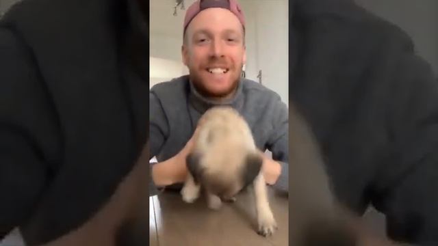 видео прикол индюки смотреть онлайн