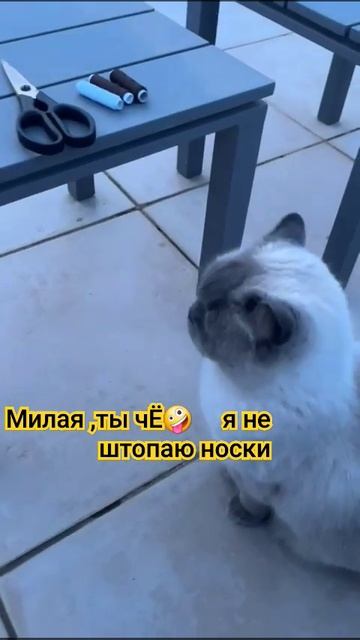 Как шить с желанием или против?!🤪 #cat #любимый #shorts #кот? смотреть онлайн