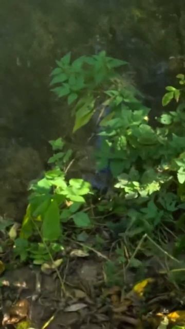 БЬЁТ МОРМОБИТ 🎶🎣 #спиннинг #fishing #рыбалка #голавль #пл смотреть онлайн