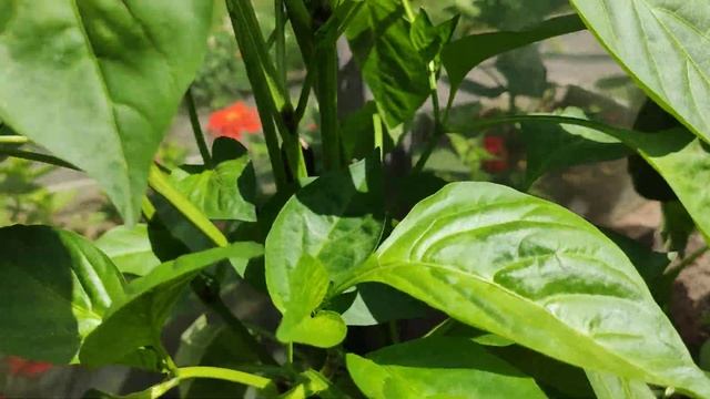 МОИ ГРАБЛИ - МОИ ШИШКИ , ОПЫТ ЧЕРЕЗ ОШИБКИ . смотреть онлайн