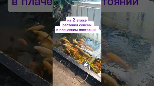 #аквариум#растения#цветы#plants#монстера#цветник смотреть онлайн