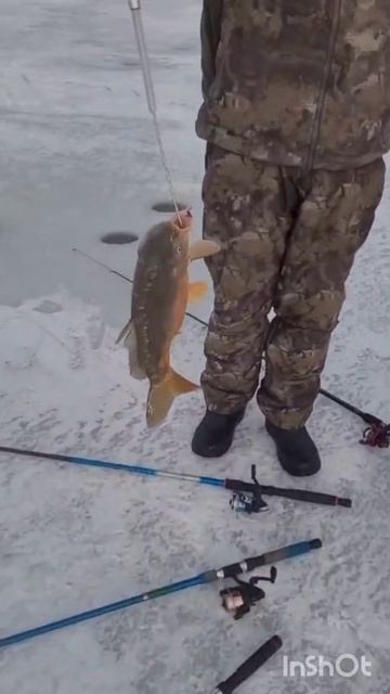 #рыбалка #fishing #охота #carpfishing #зима#клев порадовал #Ставр